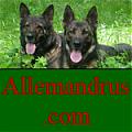   Allemandrus